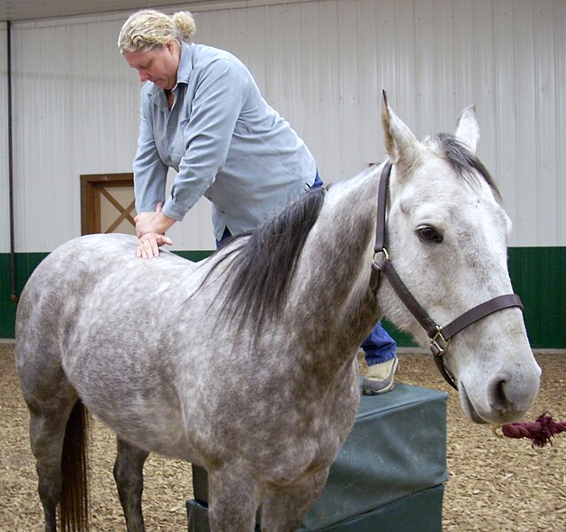 Dr. Heidi Bockhold, of Options for Animals College of Animal Chiropractic, performs a chiropractic adjustment on a horse.