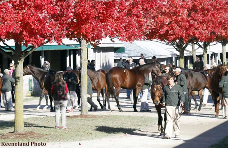 Equine Info Exchange Sales & Bloodstock Agents