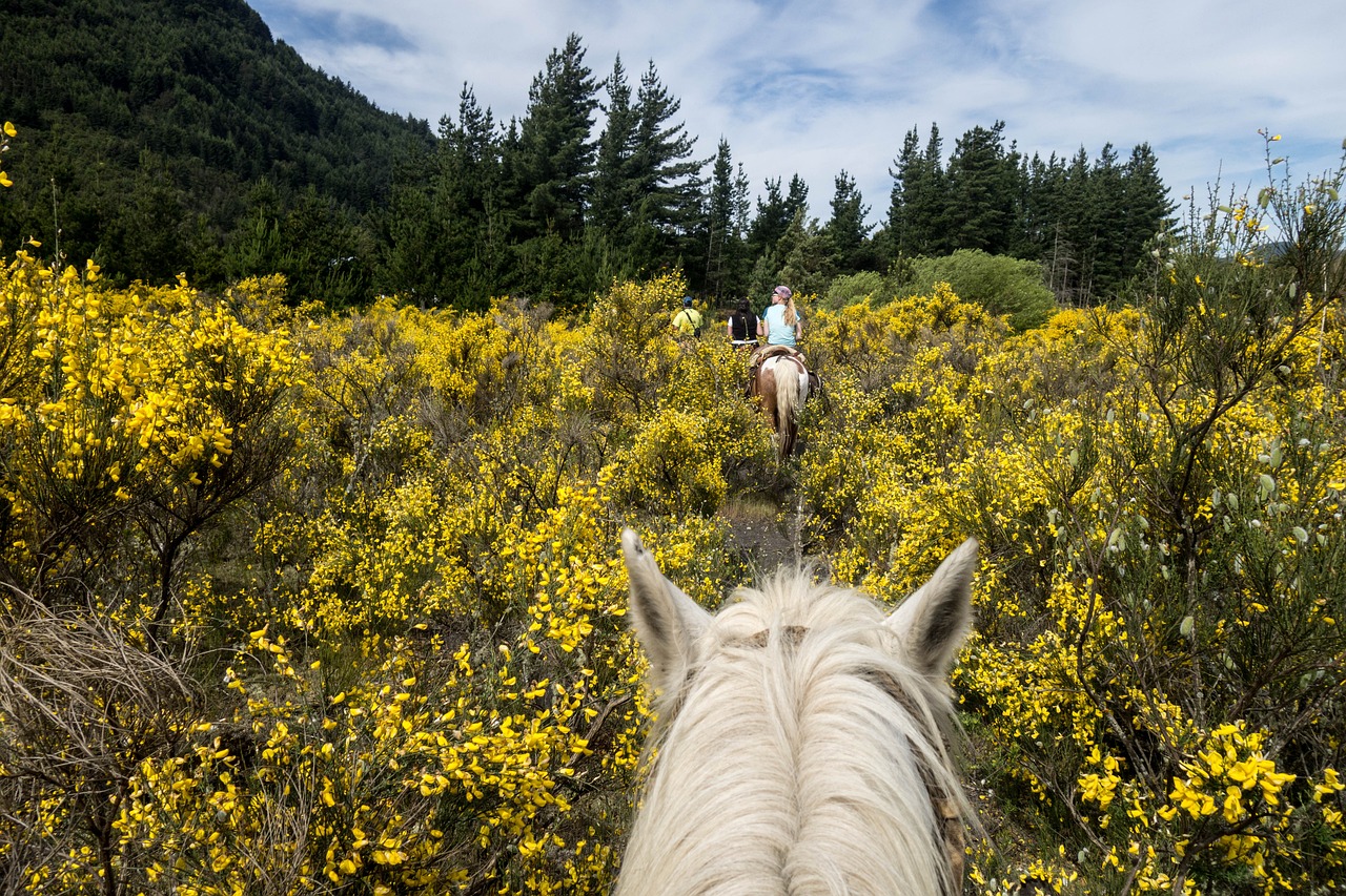 Equine Info Exchange - Trail Riding