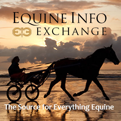 The Source for Everything Equine