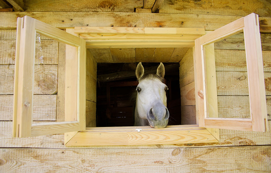 Equine Info Exchange Horse Boarding