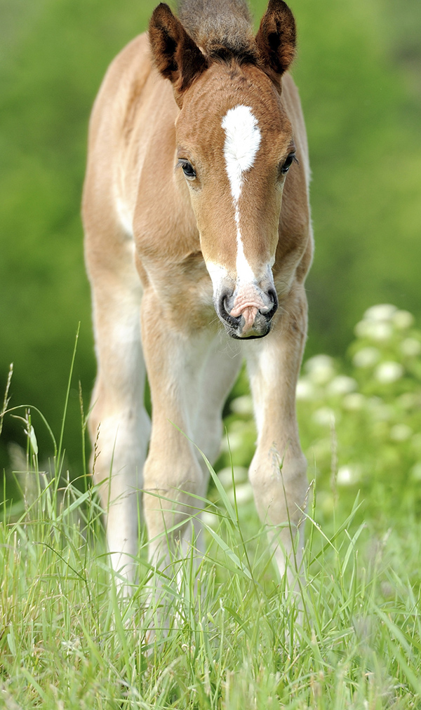 Equine Info Exchange - Breeding