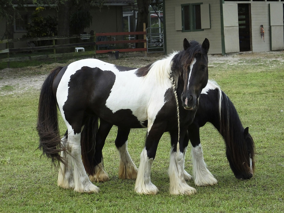 Equine Info Exchange