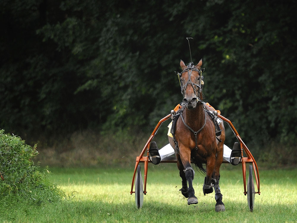 Equine Info Exchange Standardbred Horse