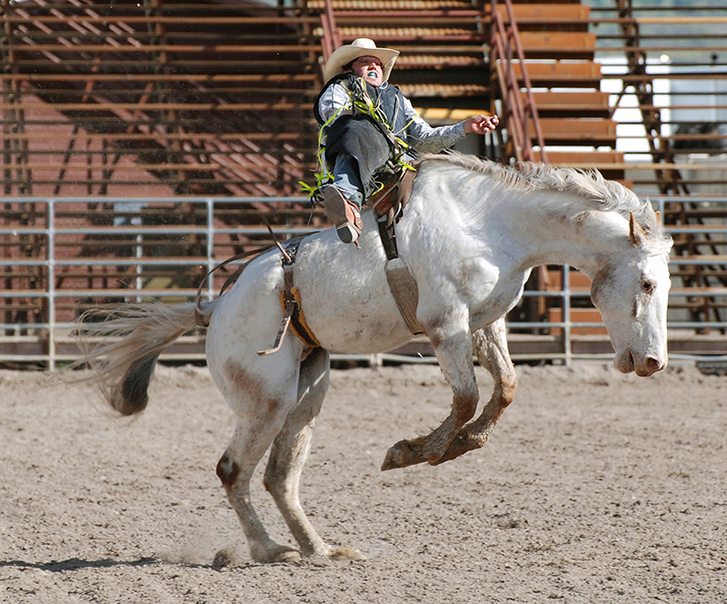 Equine Info Exchange - Bronc Riding