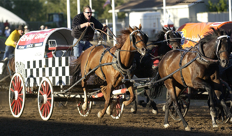 Equine Info Exchange - Chuckwagon Racing