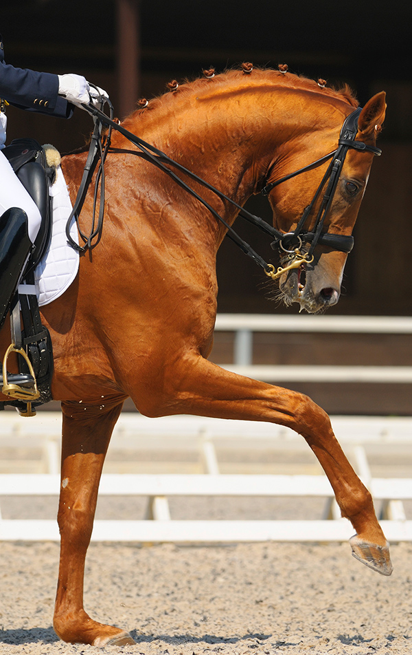 Equine Info Exchange - Dressage