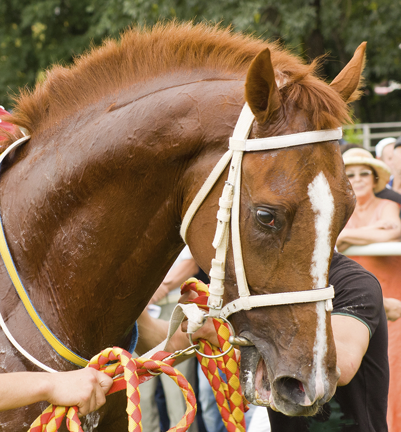 Equine Info Exchange - Equine Law