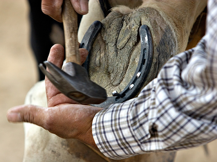 Equine Info Exchange - Farrier