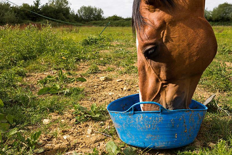 Equine Info Exchange - Supplements