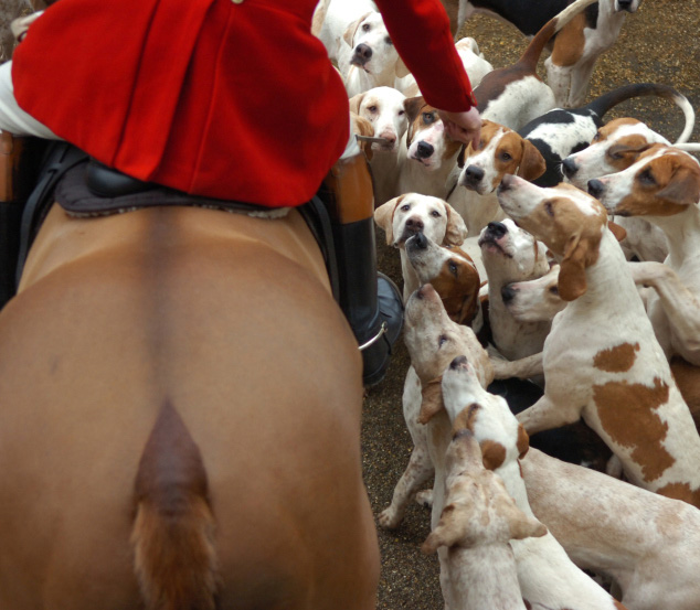 fox hounds greet rider