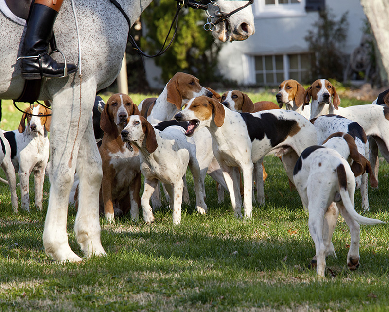 fox hounds wait to start fox hunt