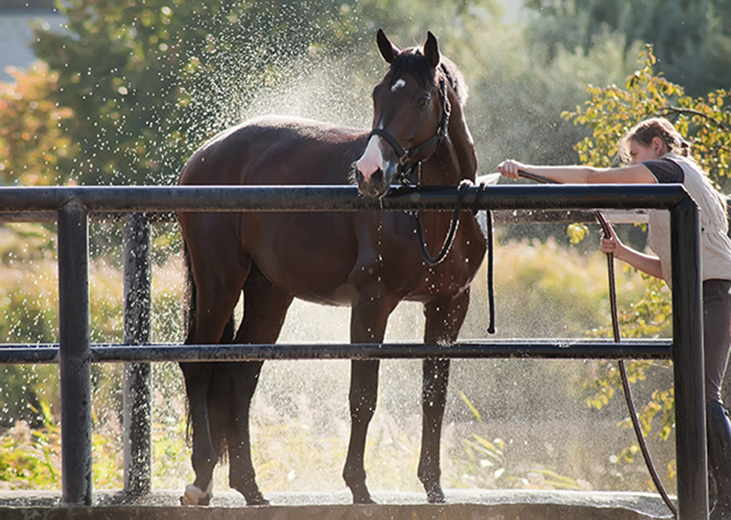 Equine Info Exchange - Grooming