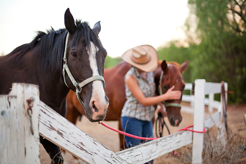 Equine Info Exchange - Horse Sitting