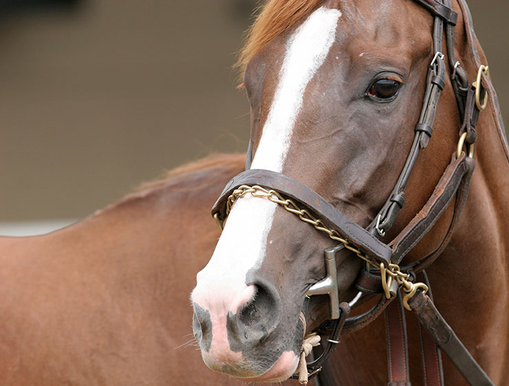 Equine Info Exchange - Horse Farm Equipment