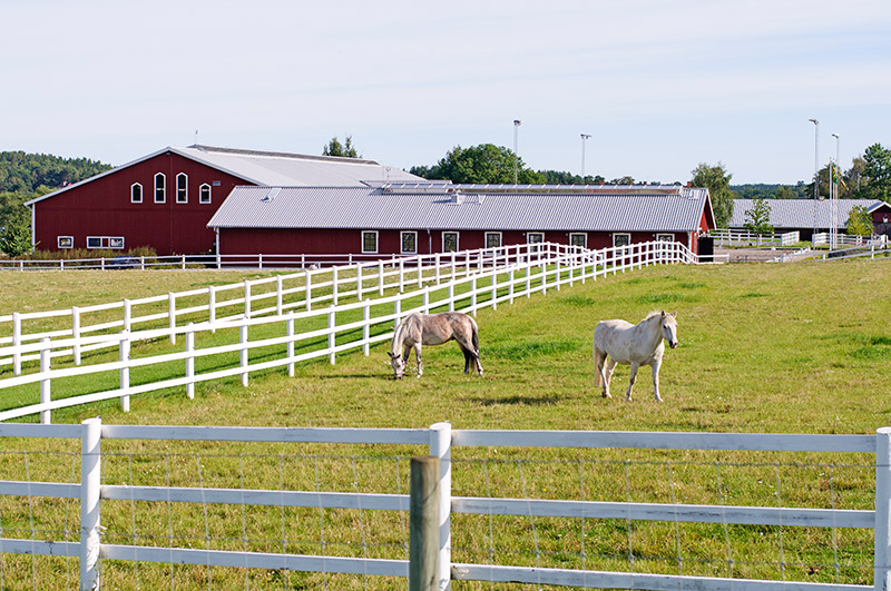 Equine Info Exchange