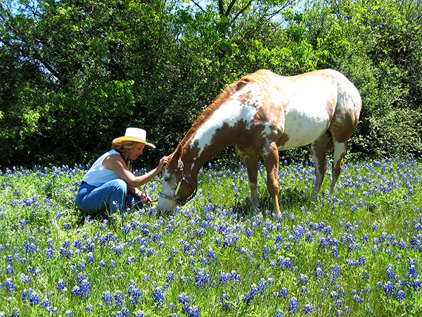 Equine Info Exchange - Rehome Horses