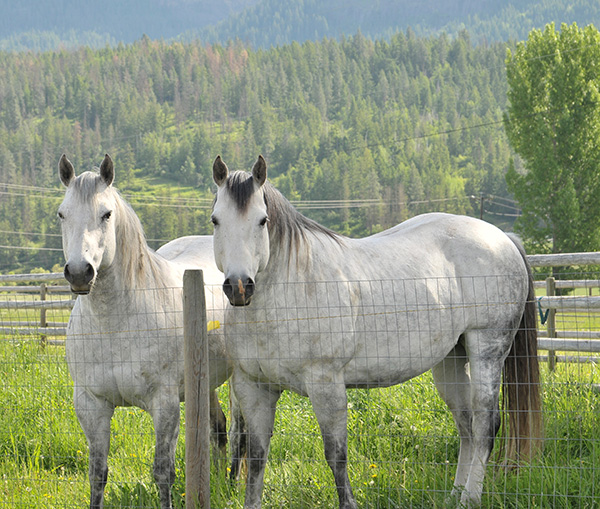 Equine Info Exchange