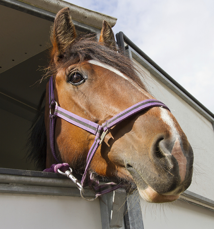 Horse Shipping