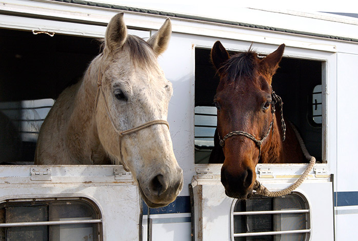 Equine Info Exchange