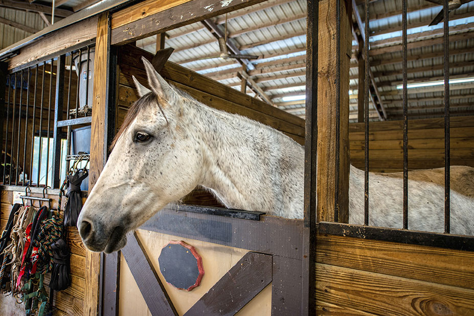 Horse in Barn