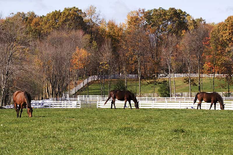 Equine Info Exchange - Fall Health