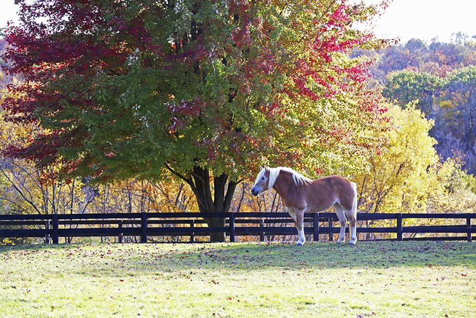 Equine Info Exchange