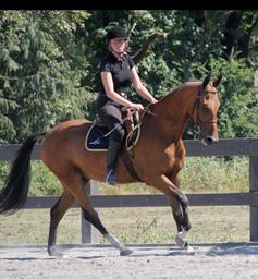 Akhal-Teke Horse Breed