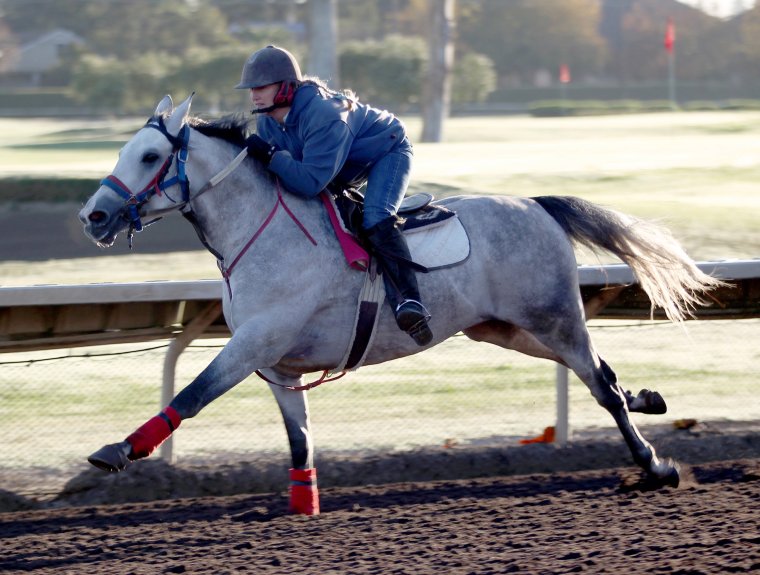 Local horse trainer Terri Eaton rides Arabian race horse Sand Victor during a workout on the track at the Alameda County Fairgrounds in Pleasanton on Wednesday. Sand Victor has qualified for the world’s richest Arabian horse race, the $1.3 million Sheikh Zayed bin Sultan Al Nahyan Crown Jewel and will make the trip to Abu Dhabi to compete in the race in November. (Anda Chu/Bay Area News Group)