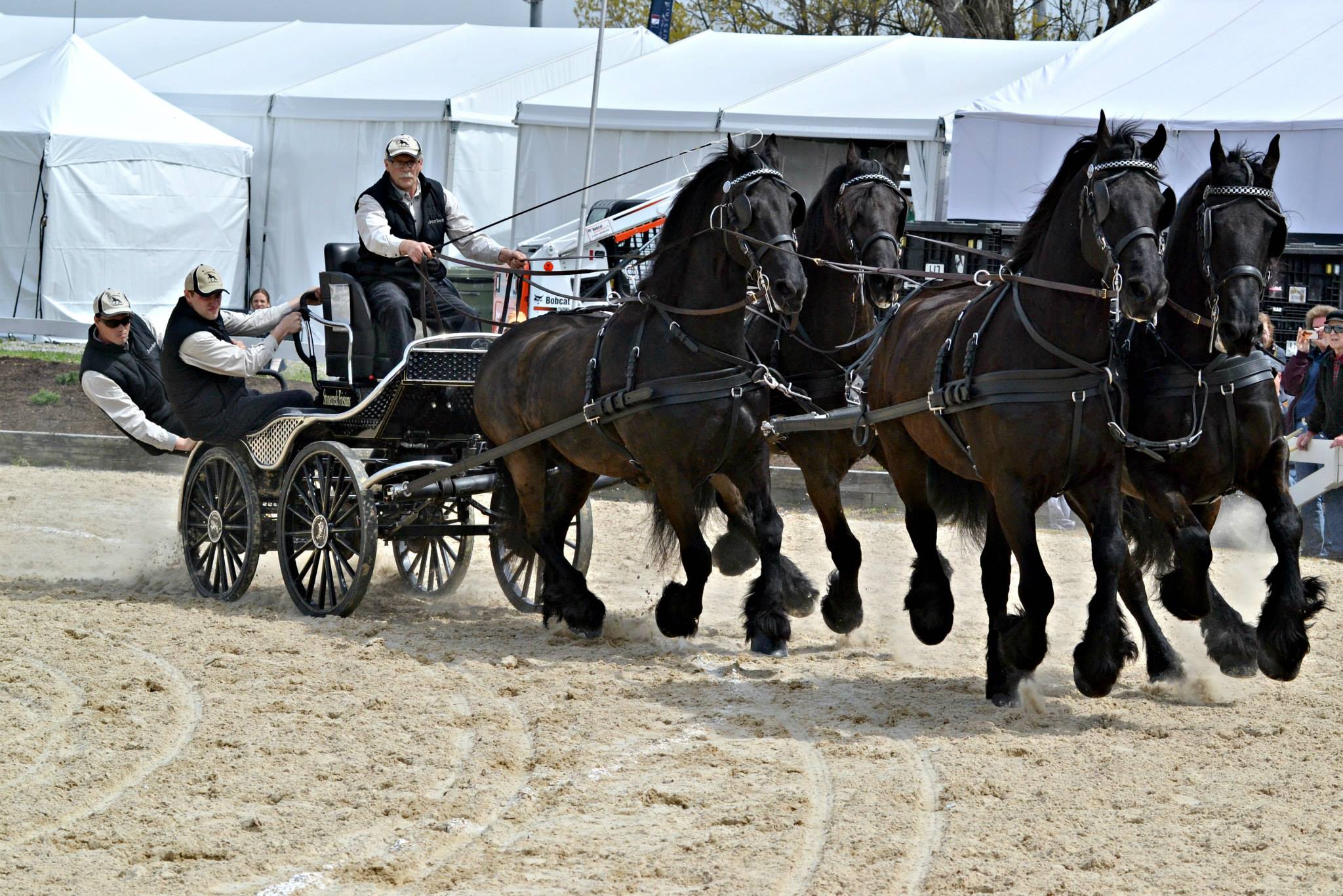 Friesian Horse