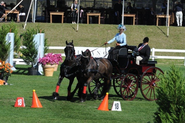 Friesian Horse