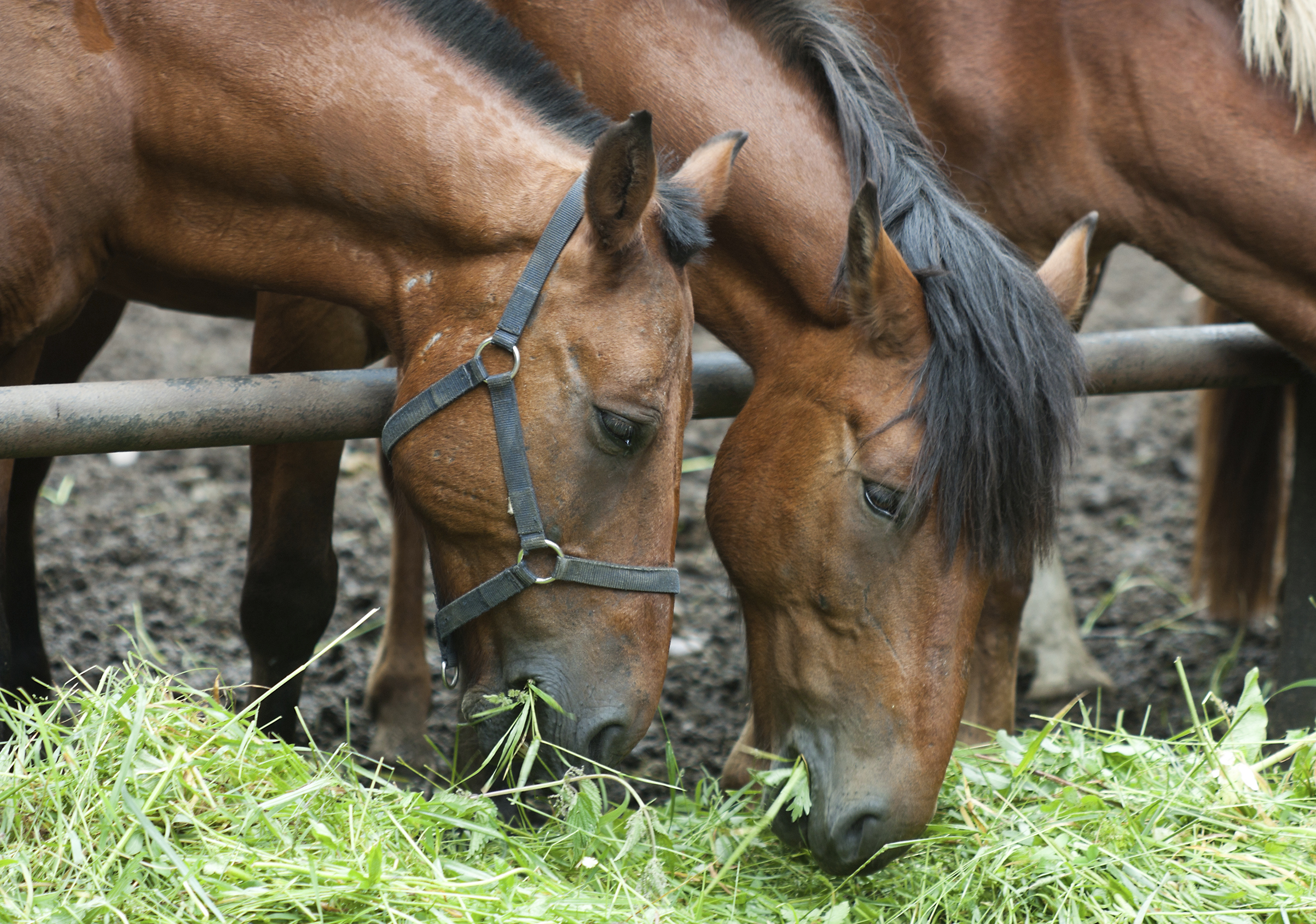 Horse and Hay