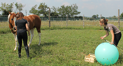 Alessandra Deerinck - Human Horse Sensing