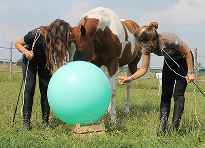 Alessandra Deerinck - Human Horse Sensing