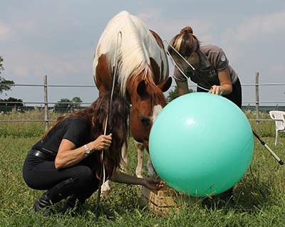 Alessandra Deerinck - Human Horse Sensing