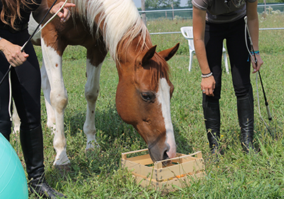 Alessandra Deerinck - Human Horse Sensing