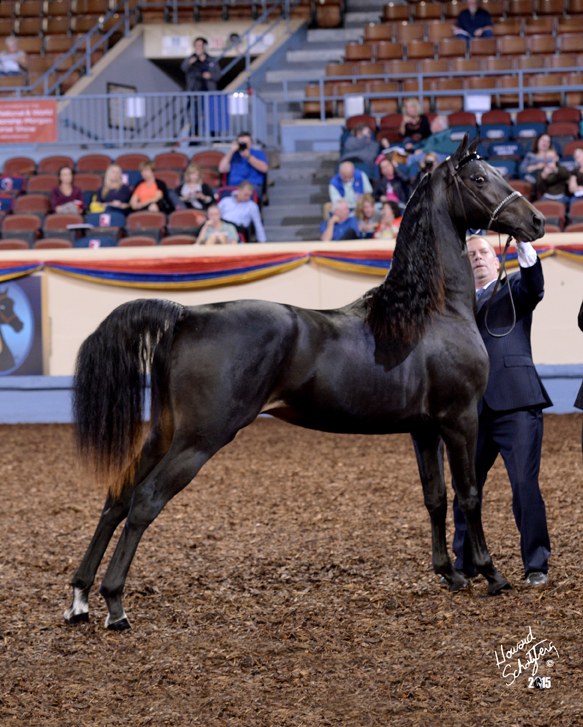 Equine Info Exchange Morgan Horse