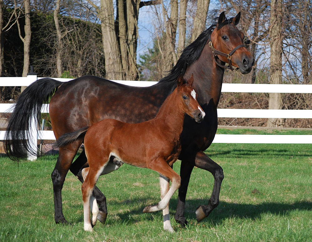 Equine Info Exchange Morgan Horse