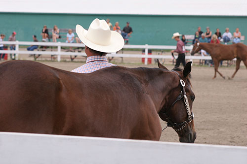 Horse Shows