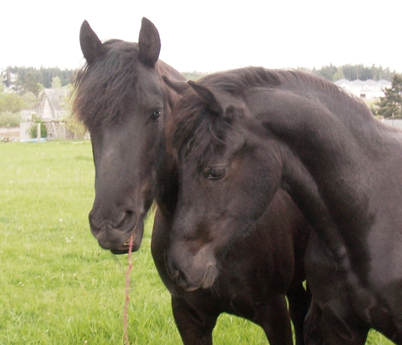 Morieisian Horse