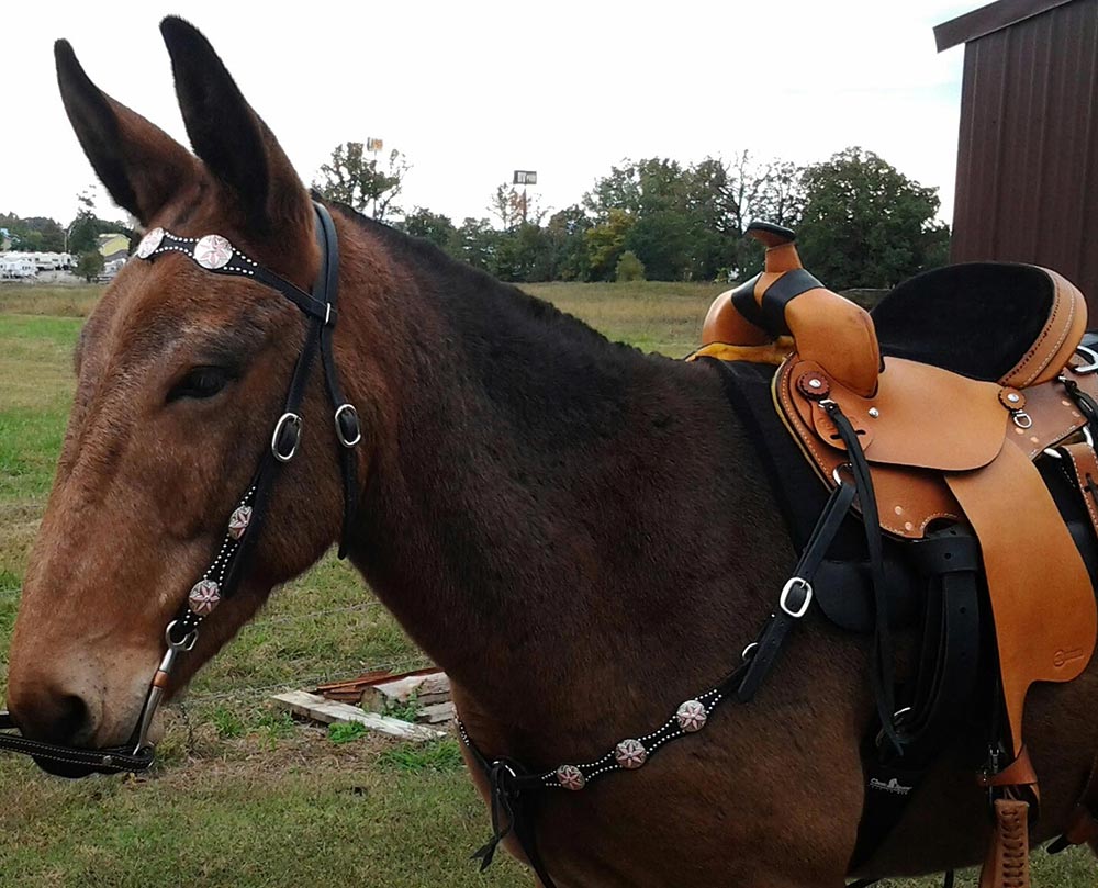 2RMules and Wyoming Saddlery 