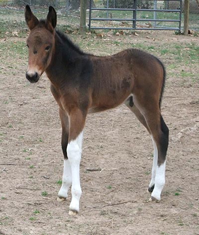 2RMules and Wyoming Saddlery 