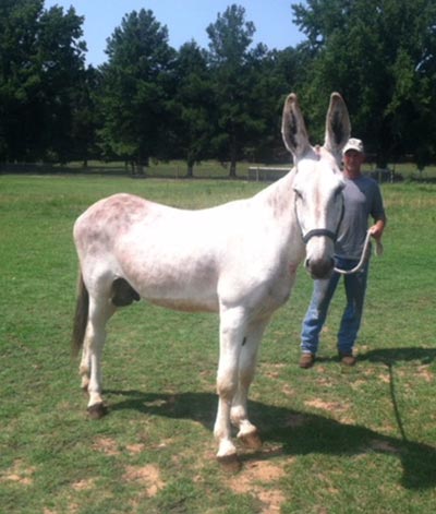 2RMules and Wyoming Saddlery 