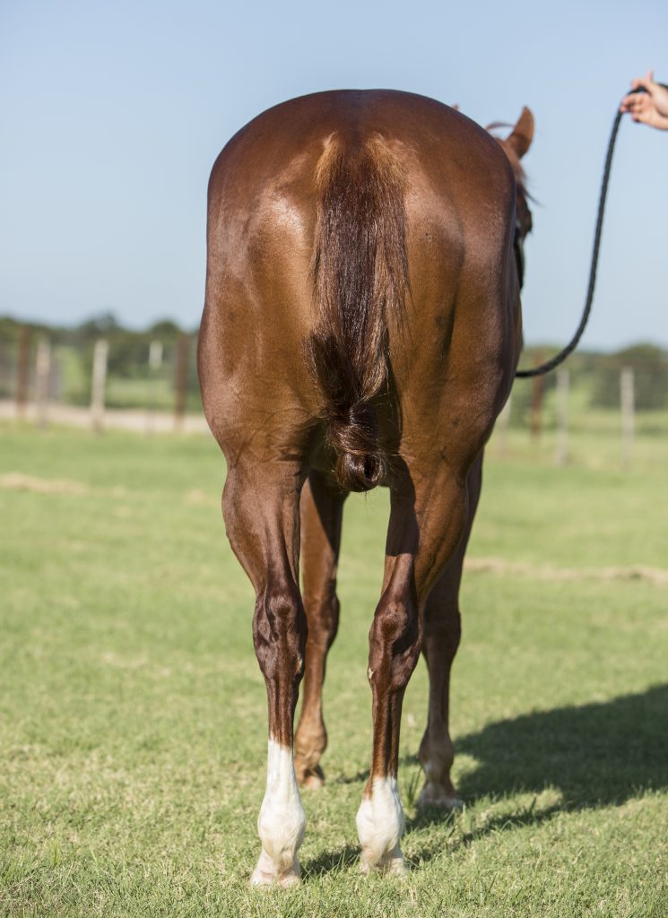 This is a fit young horse with good confirmation. * QHN File Photo