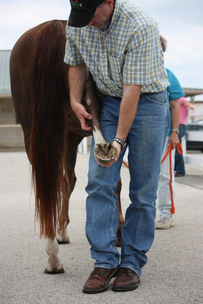 Job: Equine Veterinarian