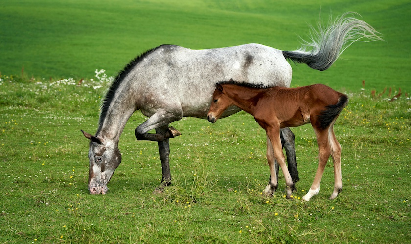 Photo courtesy of Quarter Horse News