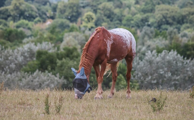 Fly masks can act as a barrier. Photo courtesy of pexels.com