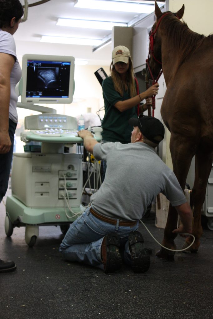 A veterinarian at Equine Sports Medicine & Surgery is completing an ultrasound on a horse’s front leg. * QHN File Photo