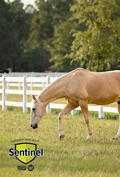 Photo courtesy of Sentinel Horse Nutrition