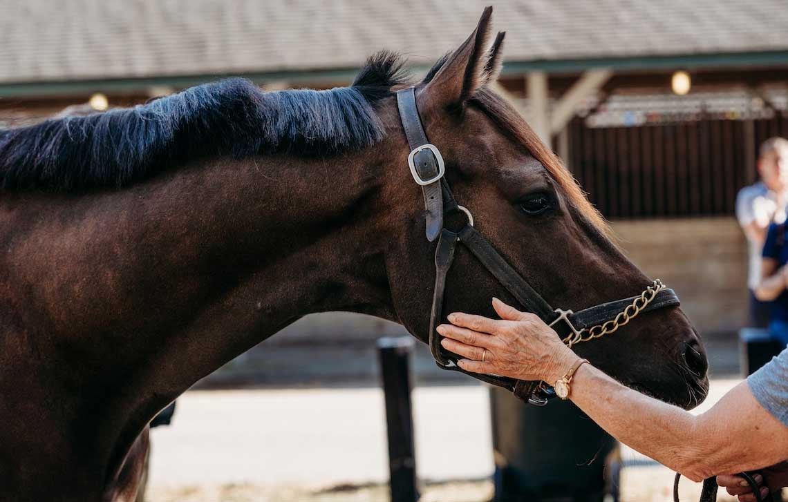 Image by Captivation Photography, courtesy of Retired Racehorse Project